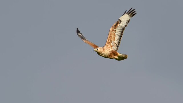 long-legged buzzard in flight