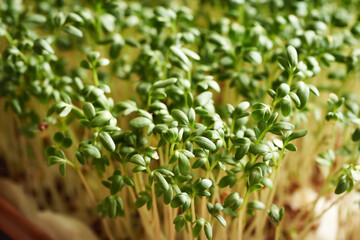 Closeup of fresh garden cress sprouts or microgreens growing indoors