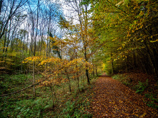 Waldweg im Herbst