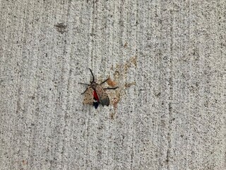 spotted lanternfly on cement