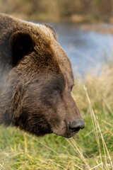 Grizzly Bear Alaska Close up