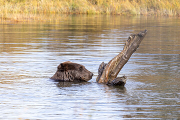 Fototapeta premium Brown Grizzly Bear Swimming Plays in Water