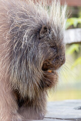 Porcupine eating a snack