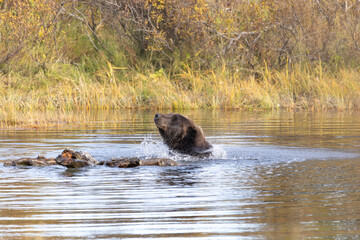 Fototapeta premium Brown Grizzly Bear Swimming Plays in Water