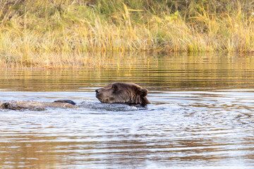 Brown Grizzly Bear Swimming Plays in Water