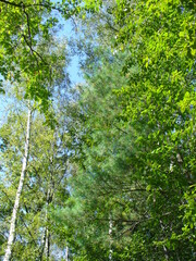 Fototapeta premium Deciduous trees and branches with green leaves in forest and pine tree - natural background. Topics: natural environment, season, flora, forestry, ecology