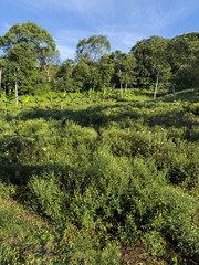 Green hillside with blooming yellow flowers