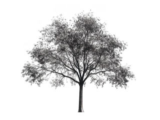 Silhouetted tree with intricate branches and leaves on a transparent background.