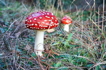 Closeup of toadstool fungus among forest heather bushes during autumn