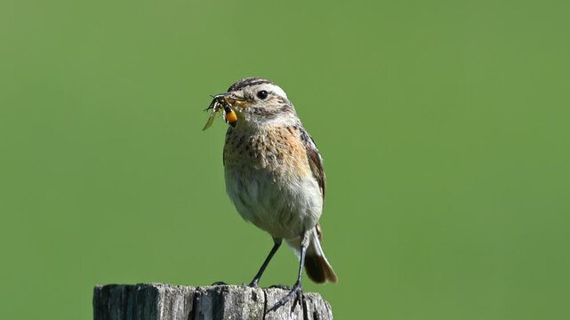 whinchat eating insect