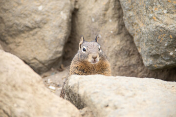 Streifenhörnchen am Strand von Morro Bay