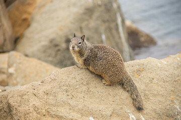 Streifenhörnchen am Strand von Morro Bay