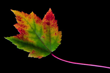 foglia acero autunno