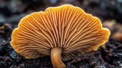 a small brown mushroom with intricate gills, growing in the rich soil of a forest.