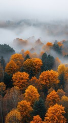 Aerial View of a Misty Autumn Forest with Vibrant Orange Trees Surrounded by Evergreen Foliage