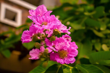 pink flowers in a garden