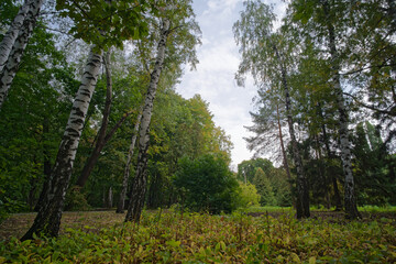 Fototapeta premium The sky through the light and the trees at a wide angle in the forest