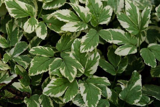 Minimal, leaf texture, uniform background