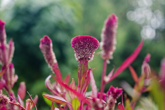 flower of a poppy