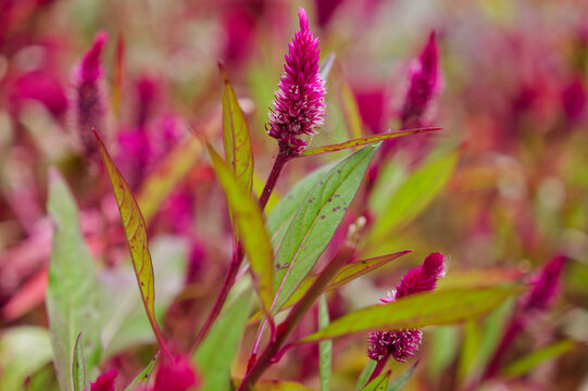 flowers in the garden