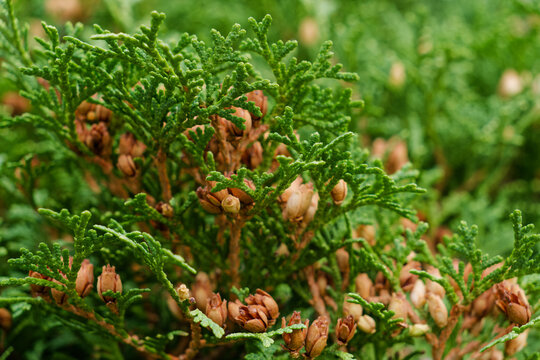 close up of cones on the ground