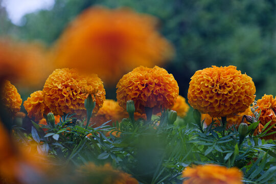 flowers in the forest