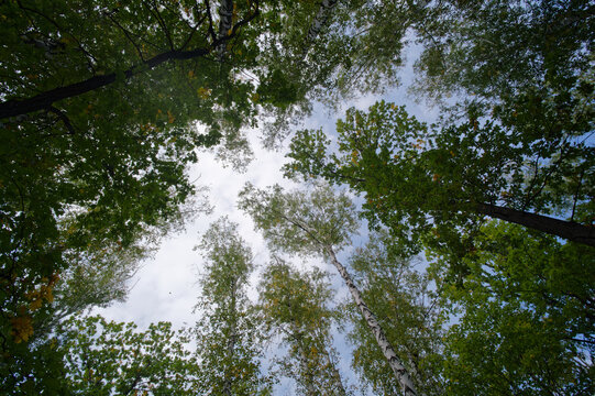 The sky through the light and the trees at a wide angle in the forest
