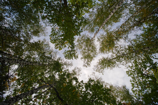 The sky through the light and the trees at a wide angle in the forest