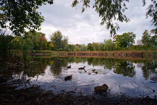 reflection of trees in the lake
