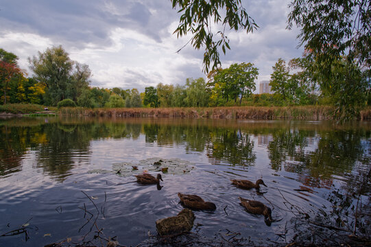 lake in the forest