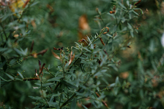 spider web with dew drops