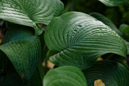 close up of a plant