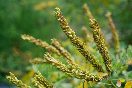 ears of wheat in the field