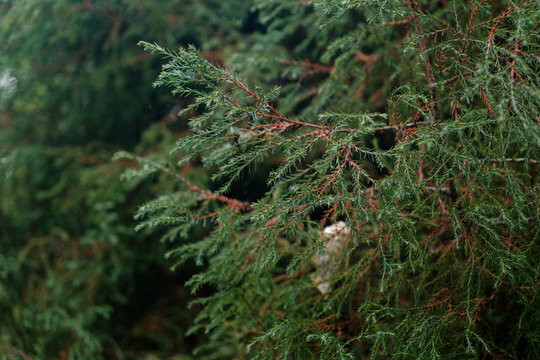 moss on the tree