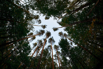 view of the sky and treetops of the forest