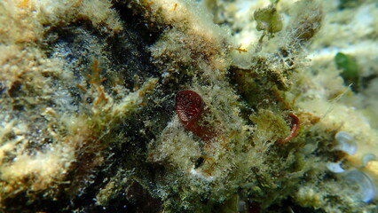 Giant worm shell or giant wormsnail (Thylacodes arenarius) undersea, Aegean Sea, Greece, Halkidiki, Afytos beach