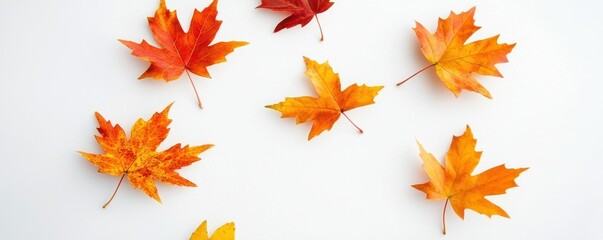 Fototapeta premium Close-up of scattered maple leaves with warm autumn colors, isolated against a plain white surface, highlighting the crisp details and seasonal hues