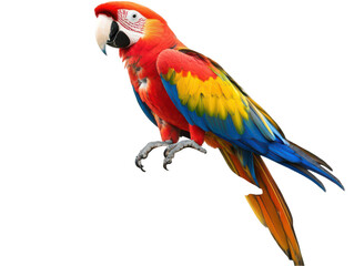 Fototapeta premium Vibrant macaw parrot displaying colorful plumage in a striking pose against a white background.