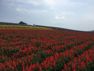 赤い花畑