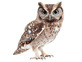 Intricate feather patterns on a majestic brown owl with piercing eyes.