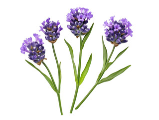 Obraz premium Vibrant purple lavender blossoms with green stems on a white background.