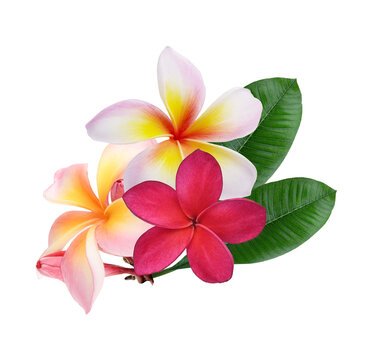 Fototapeta pink red Plumeria, frangipani flowers  on transparent..