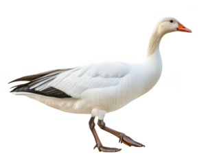 Side view of a majestic snow goose with vibrant orange beak on a transparent background.