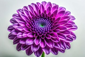 Obraz premium Isolated Purple Flower on Background for Elegant Product Photography