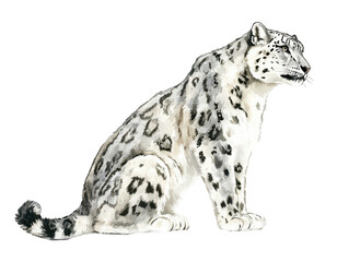 Illustration of a majestic snow leopard in profile view, showcasing its distinctive spotted fur.
