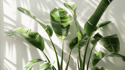 Tropical Plant Leaves Against White Wall With Sunlight