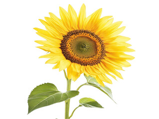 Obraz premium Bright sunflower with vibrant yellow petals and green leaves on a white background.
