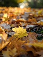 Colorful Fall Leaves on Grass