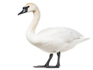 Elegant swan standing gracefully on a clear white background.