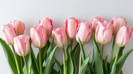 Fototapeta premium Pink Tulip Bouquet: Delicate Spring Flowers on White Background